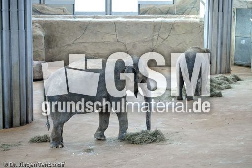 Asiatischer Elefant (2 von 21).jpg